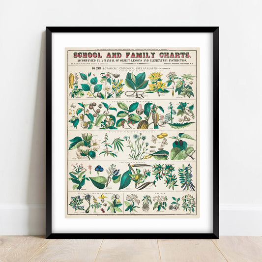 Vintage Botanical Print