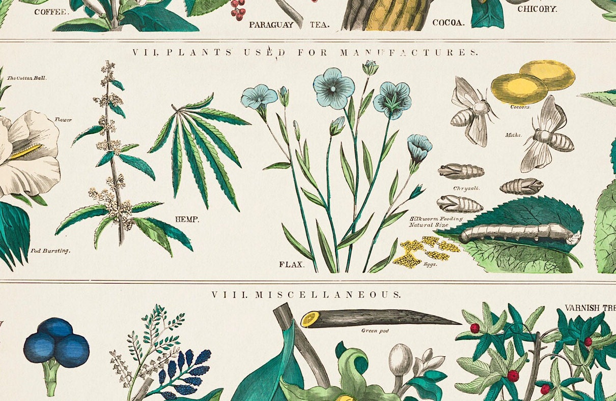 Vintage Botanical Print: School and Family Charts No XXII (A4/A3)
