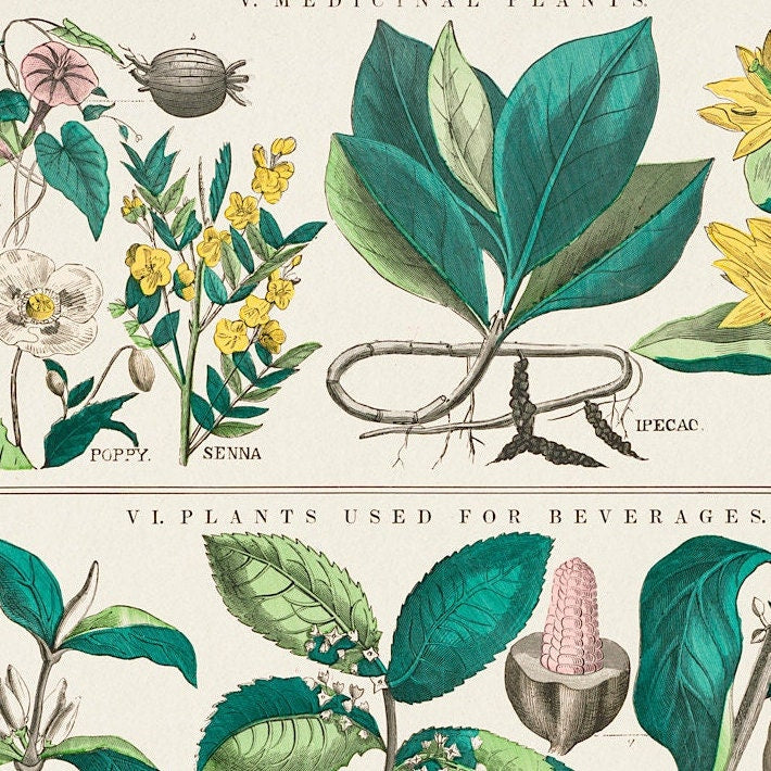 Vintage Botanical Print: School and Family Charts No XXII (A4/A3)