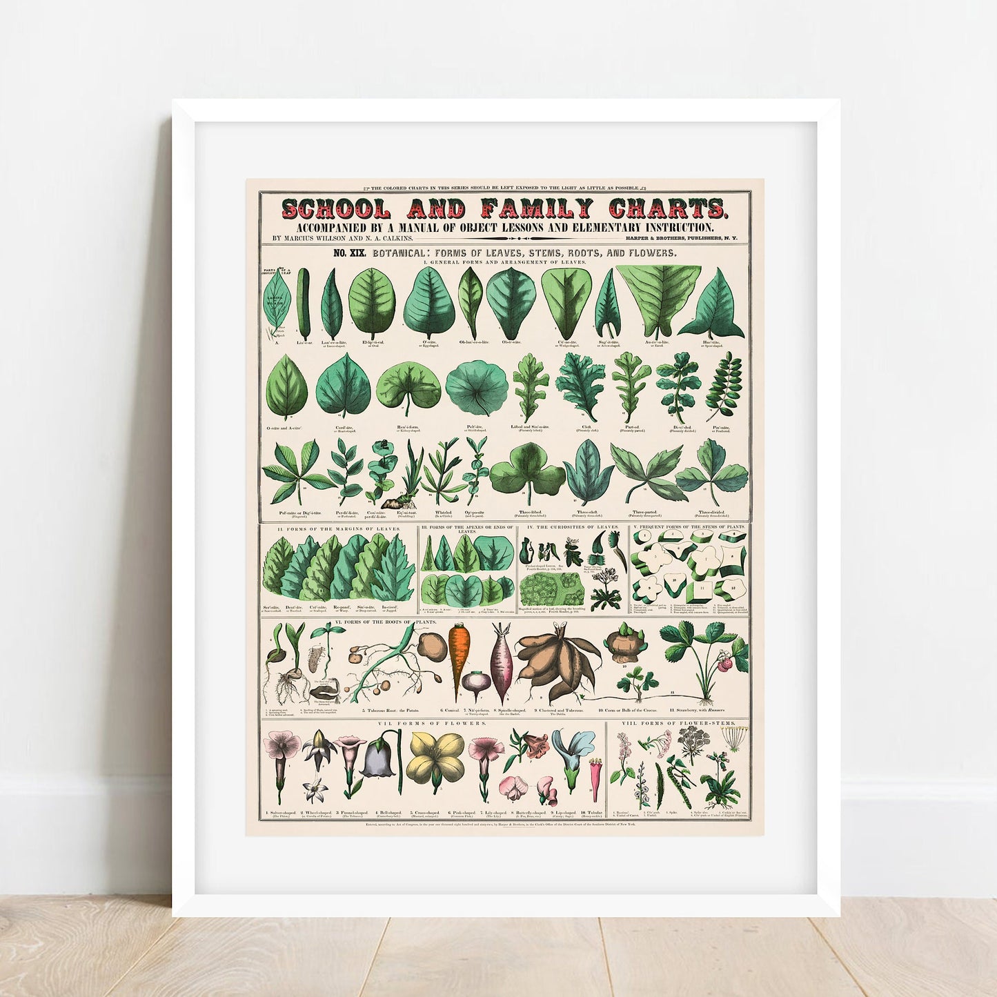 Vintage Botanical Print: School and Family Charts, 1890 (A4/A3)