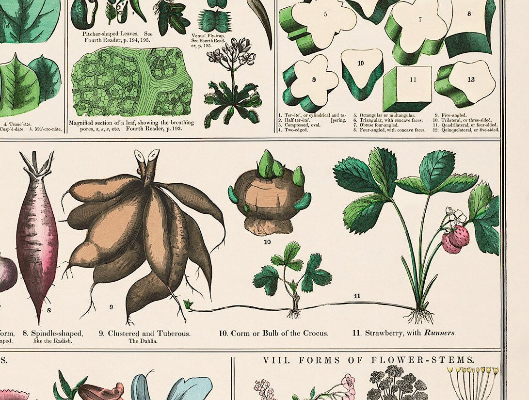 Vintage Botanical Print: School and Family Charts, 1890 (A4/A3)