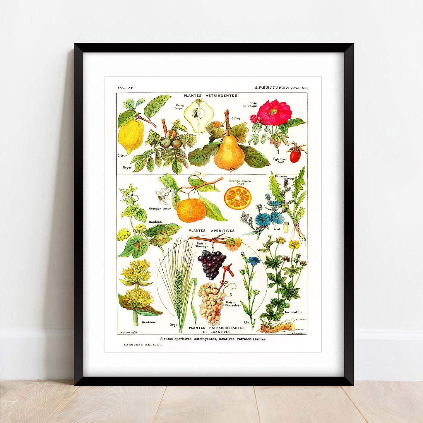 Vintage Botanical Print: Larousse Astringent Plants Wall Art