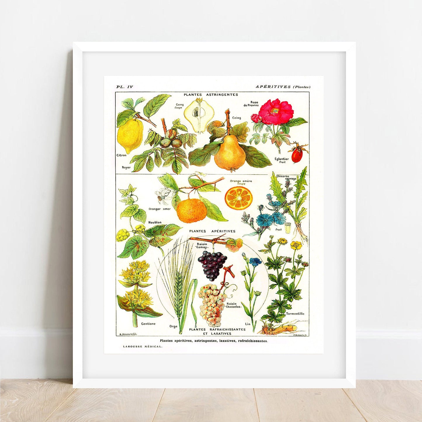 Vintage Botanical Print: Larousse Astringent Plants Wall Art