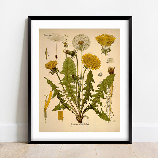 Dandelion, Taxicum Officiinale Vintage Print