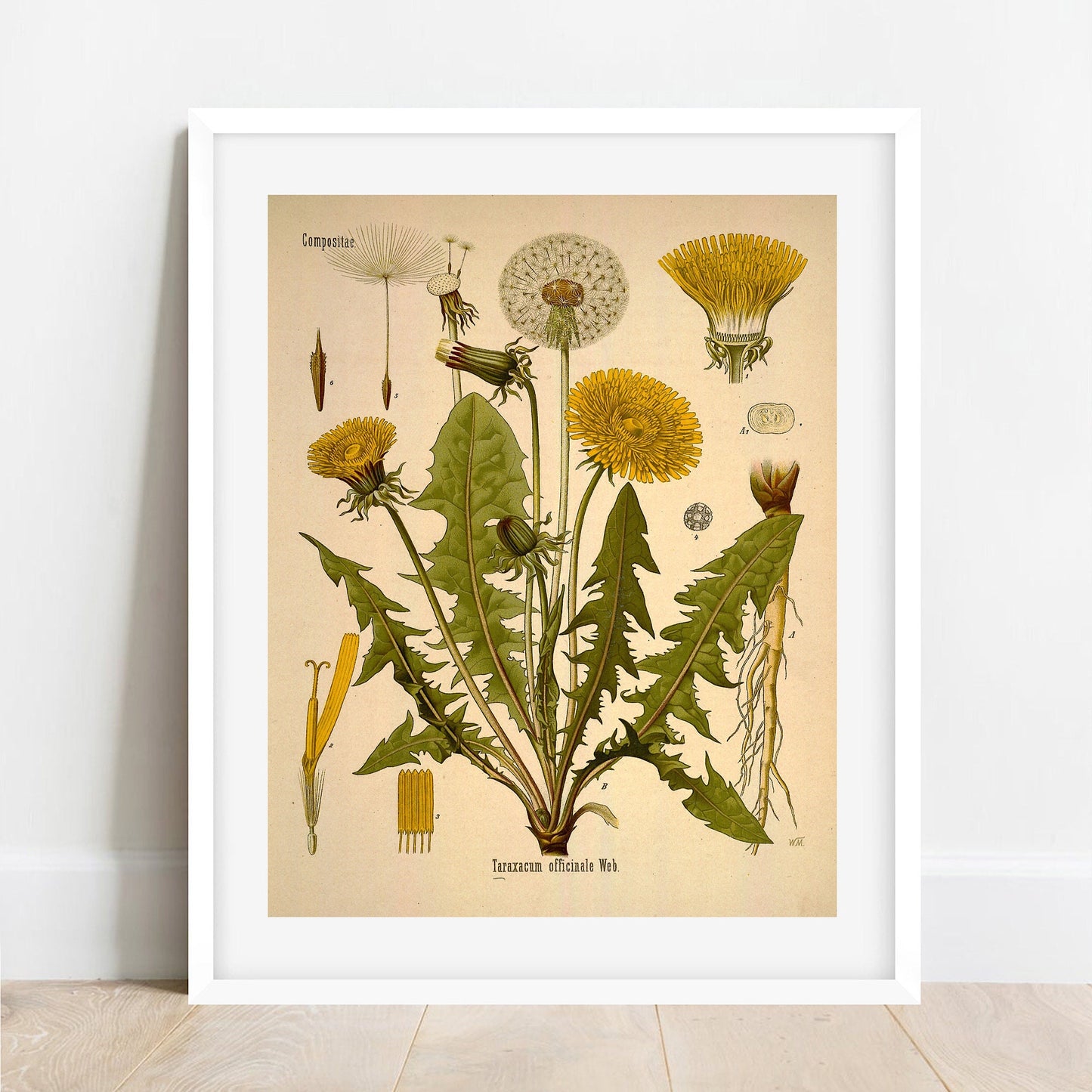 Vintage Dandelion Print: Botanical Wall Art