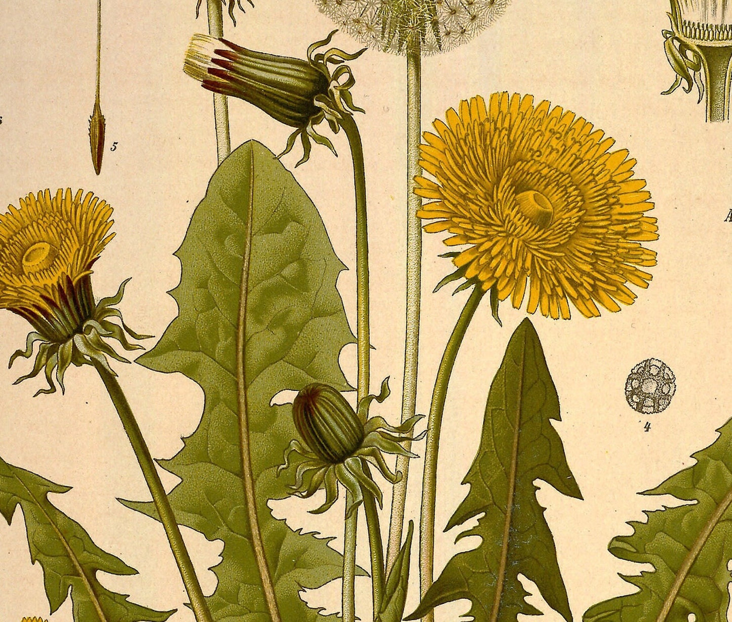 Vintage Dandelion Print: Botanical Wall Art