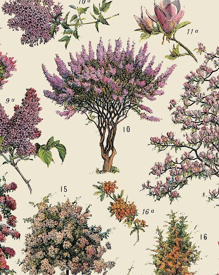 Vintage Tree Poster: Ornamental Garden Plants, Botanical Wall Art