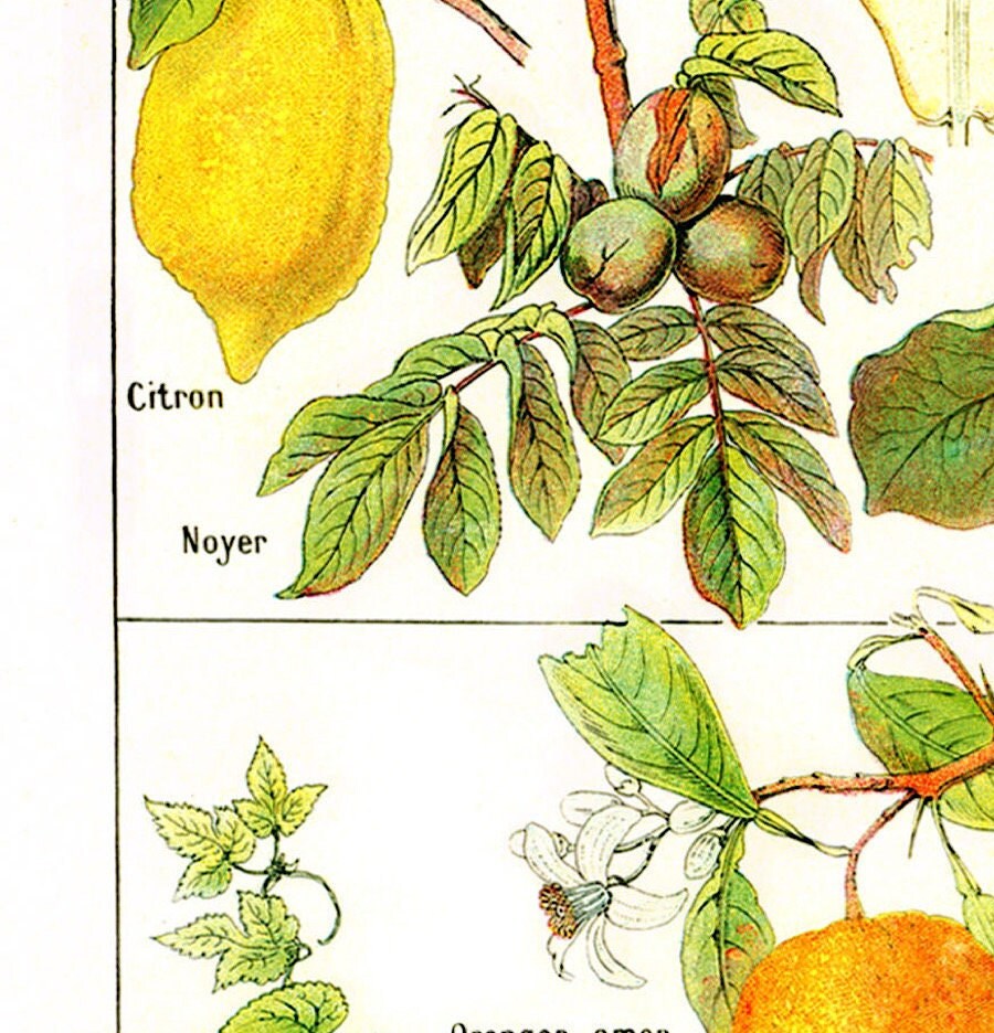 Vintage Botanical Print: Larousse Astringent Plants Wall Art