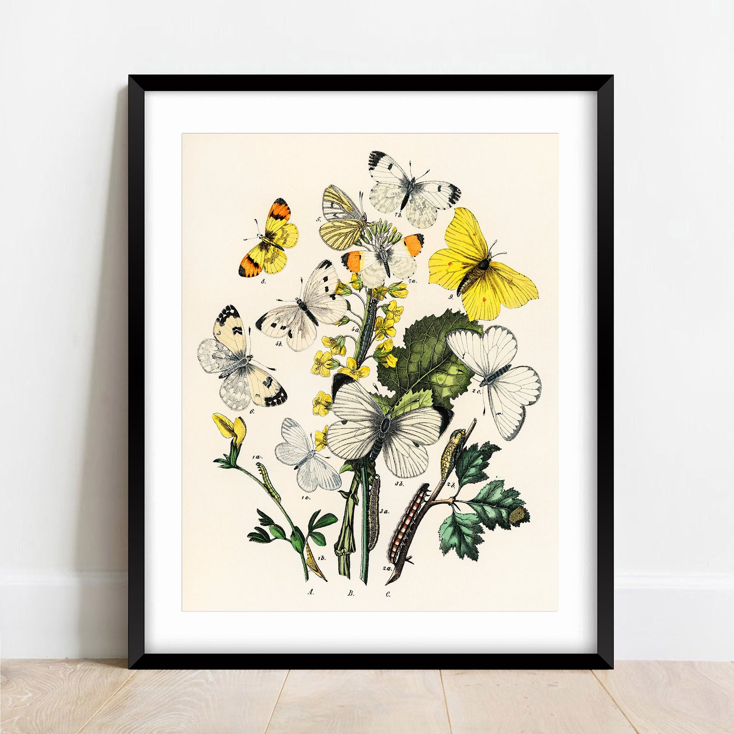 Butterflies and Moths Vintage Print: Natural History Wall Art