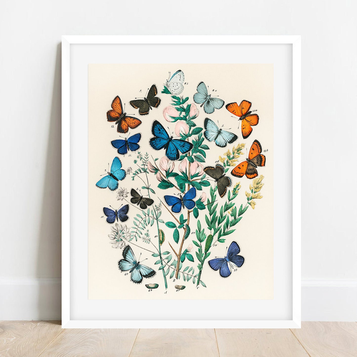 Vintage Butterfly & Moth Print: William Forsell Kirby Natural History Art