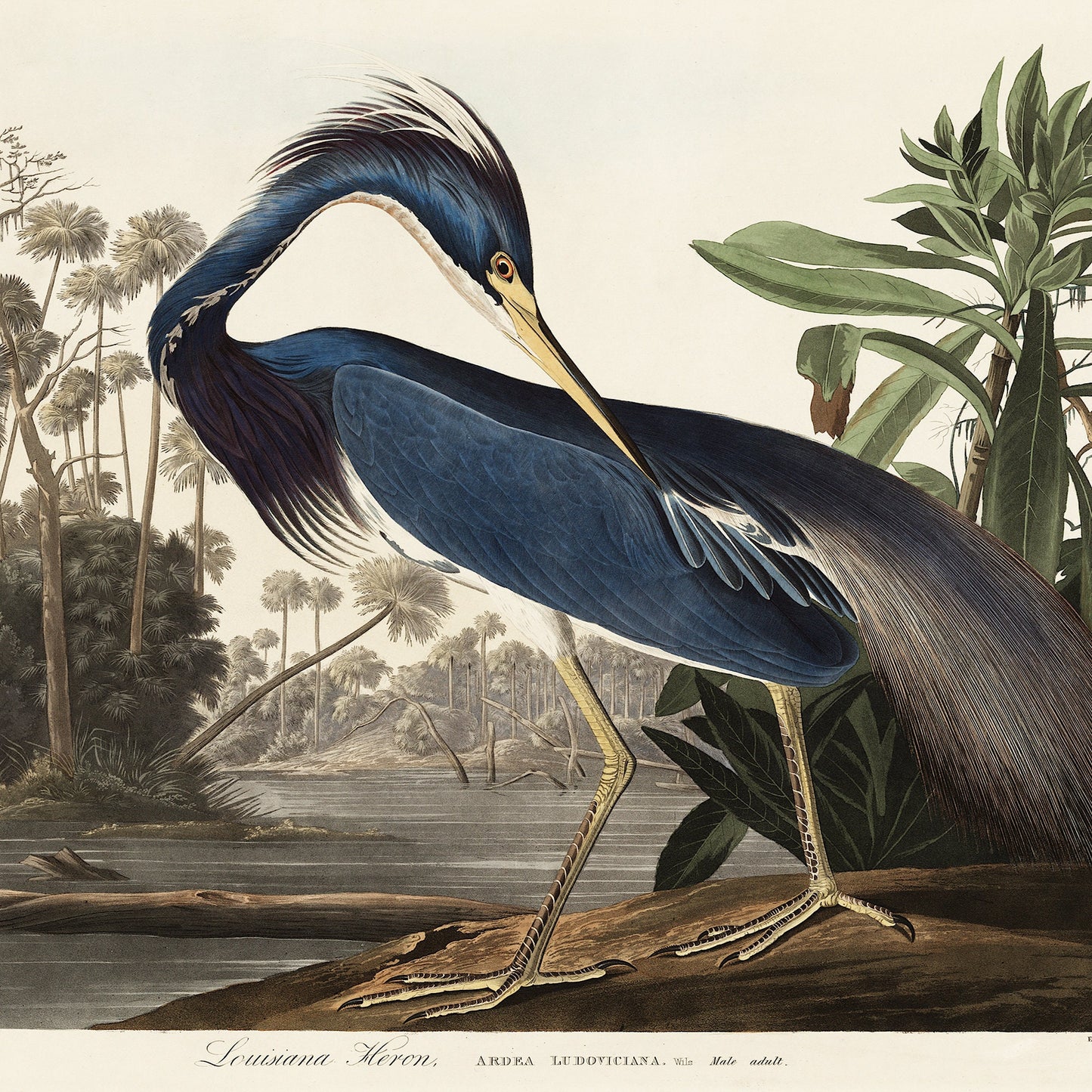 Audubon Blue Heron Print: Vintage Wildlife Art Poster