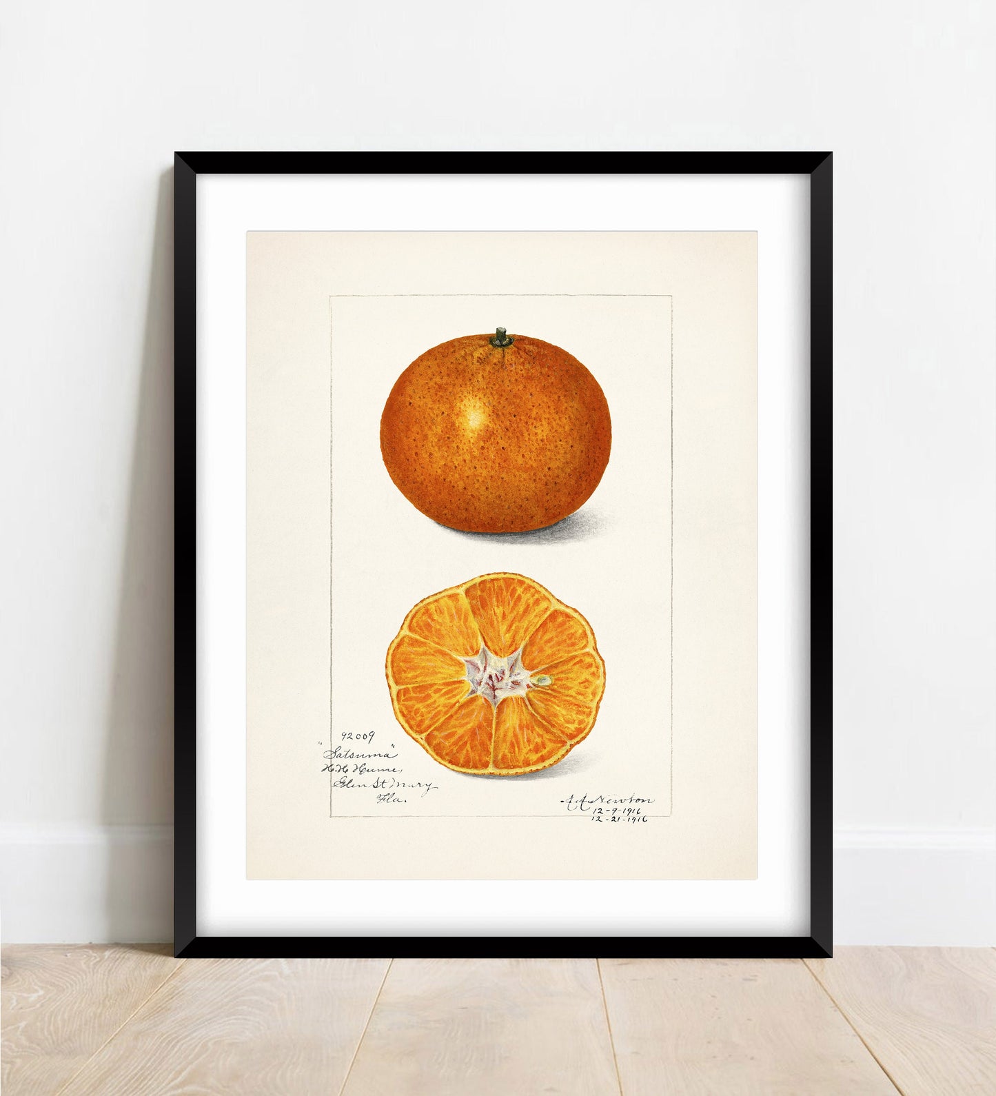 Vintage Satsuma Fruit Print: A A Newton Botanical Art (A4/A3)