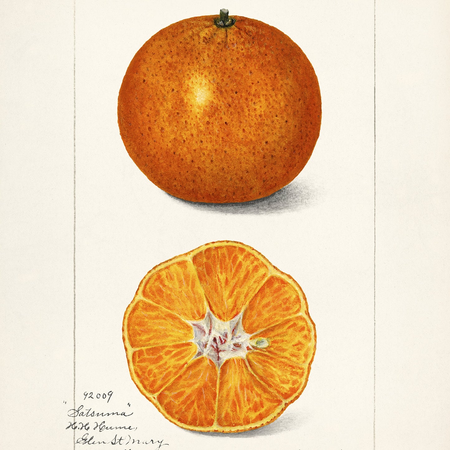 Vintage Satsuma Fruit Print: A A Newton Botanical Art (A4/A3)