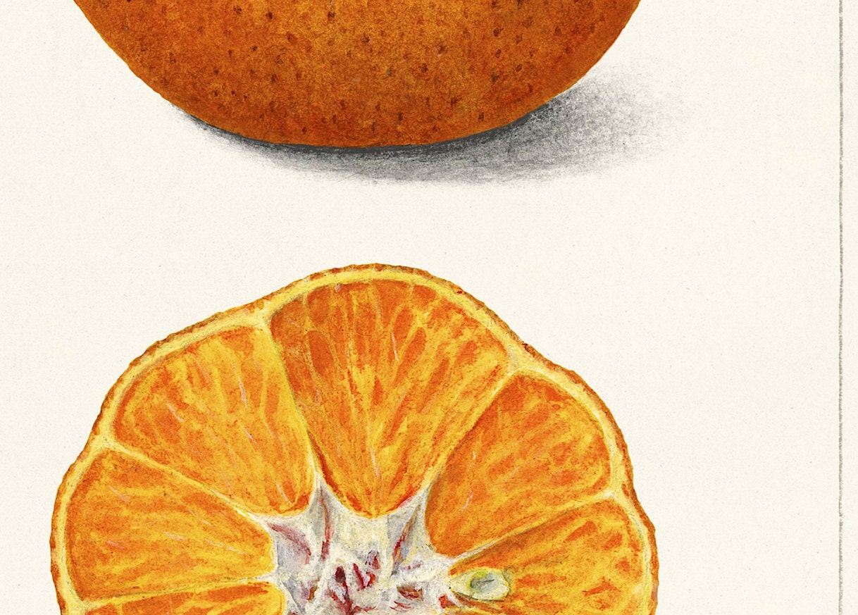 Vintage Satsuma Fruit Print: A A Newton Botanical Art (A4/A3)