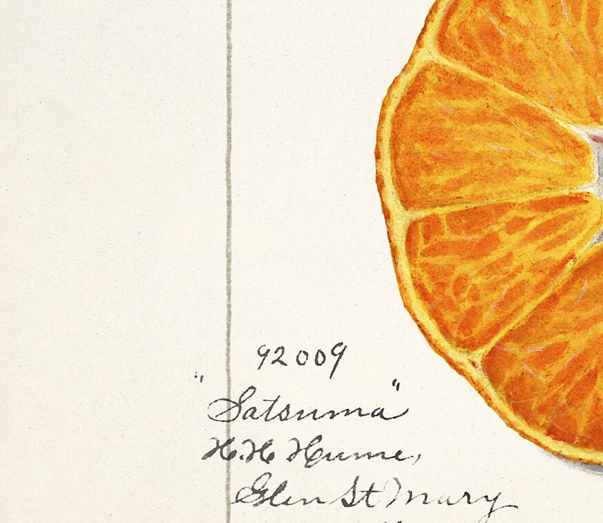 Vintage Satsuma Fruit Print: A A Newton Botanical Art (A4/A3)