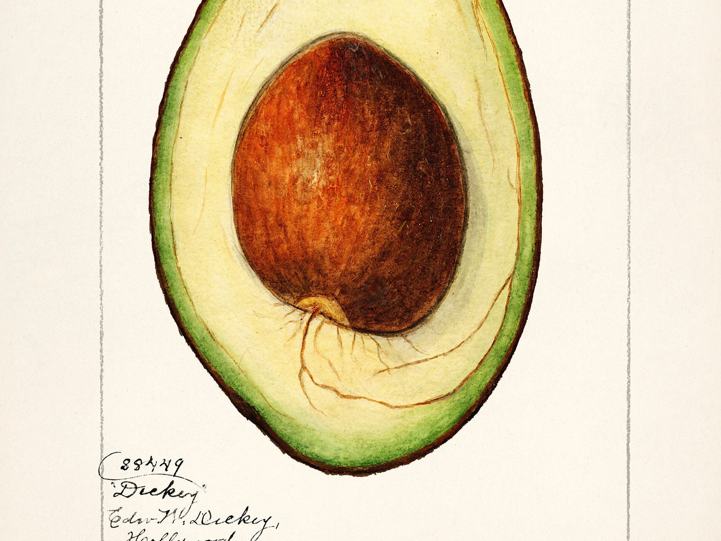 Vintage Avocado Print: A A Newton Kitchen Wall Art