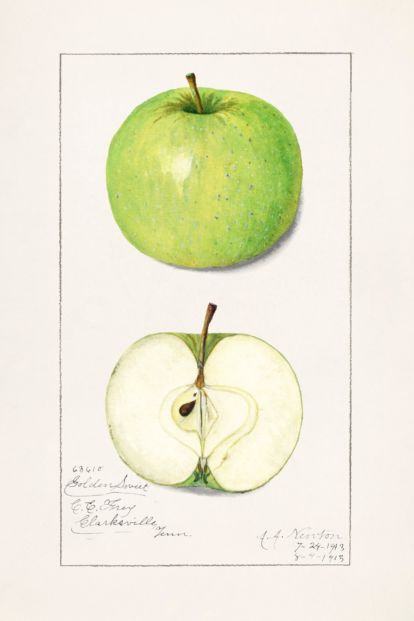 Vintage Apple Botanical Print: Kitchen Wall Art