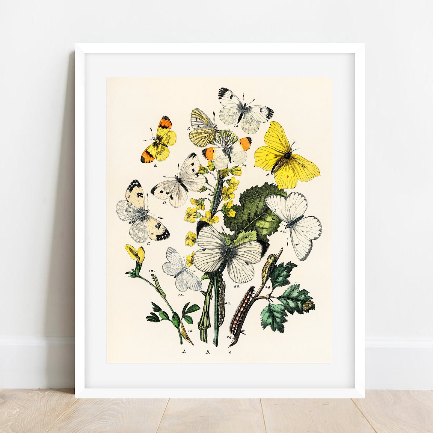 Butterflies and Moths Vintage Print: Natural History Wall Art