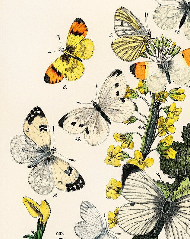 Butterflies and Moths Vintage Print: Natural History Wall Art