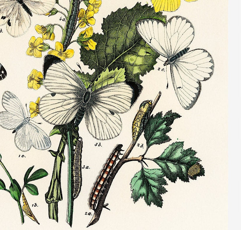 Butterflies and Moths Vintage Print: Natural History Wall Art