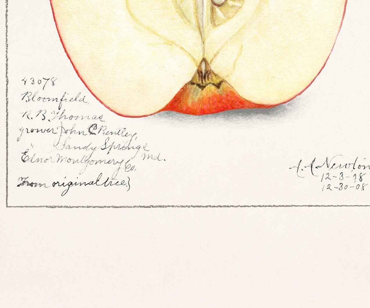 Vintage Apple Botanical Print: A.A. Newton, Kitchen Wall Art