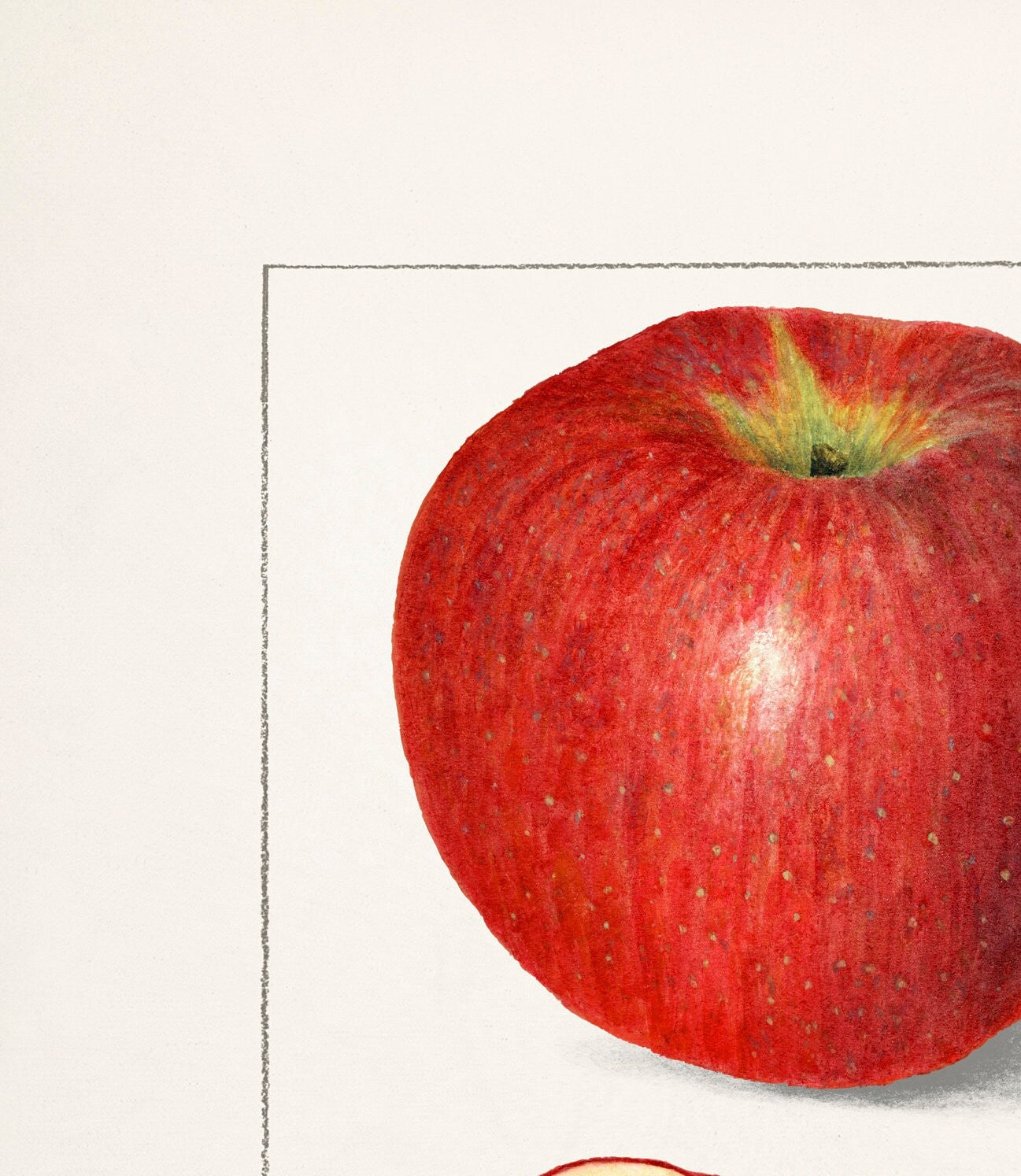 Vintage Apple Botanical Print: A.A. Newton, Kitchen Wall Art