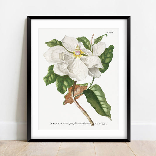 Vintage Magnolia Print
