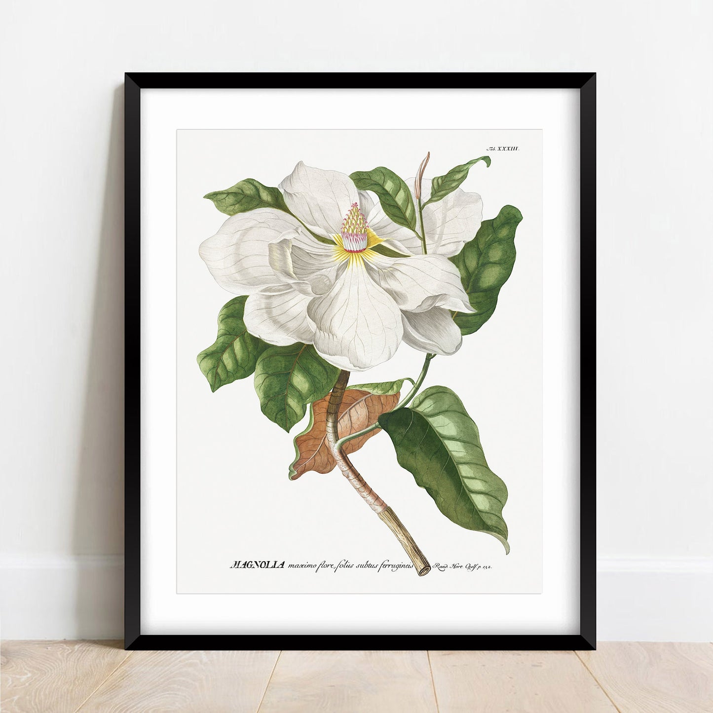 Vintage Magnolia Art Print: Botanical Floral Wall Art Poster