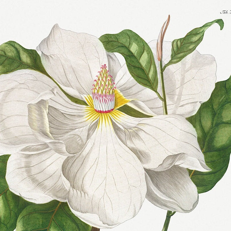 Vintage Magnolia Art Print: Botanical Floral Wall Art Poster