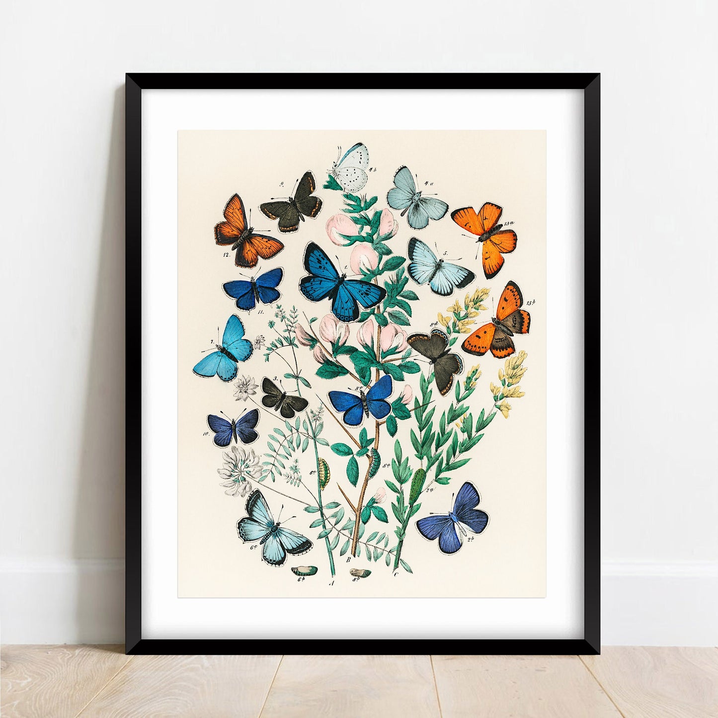 European Butterflies and Moths Vintage Print