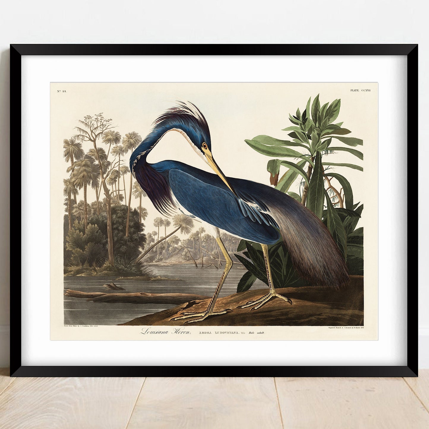 Audubon Blue Heron Print: Vintage Wildlife Art Poster