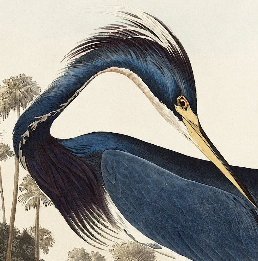 Audubon Blue Heron Print: Vintage Wildlife Art Poster
