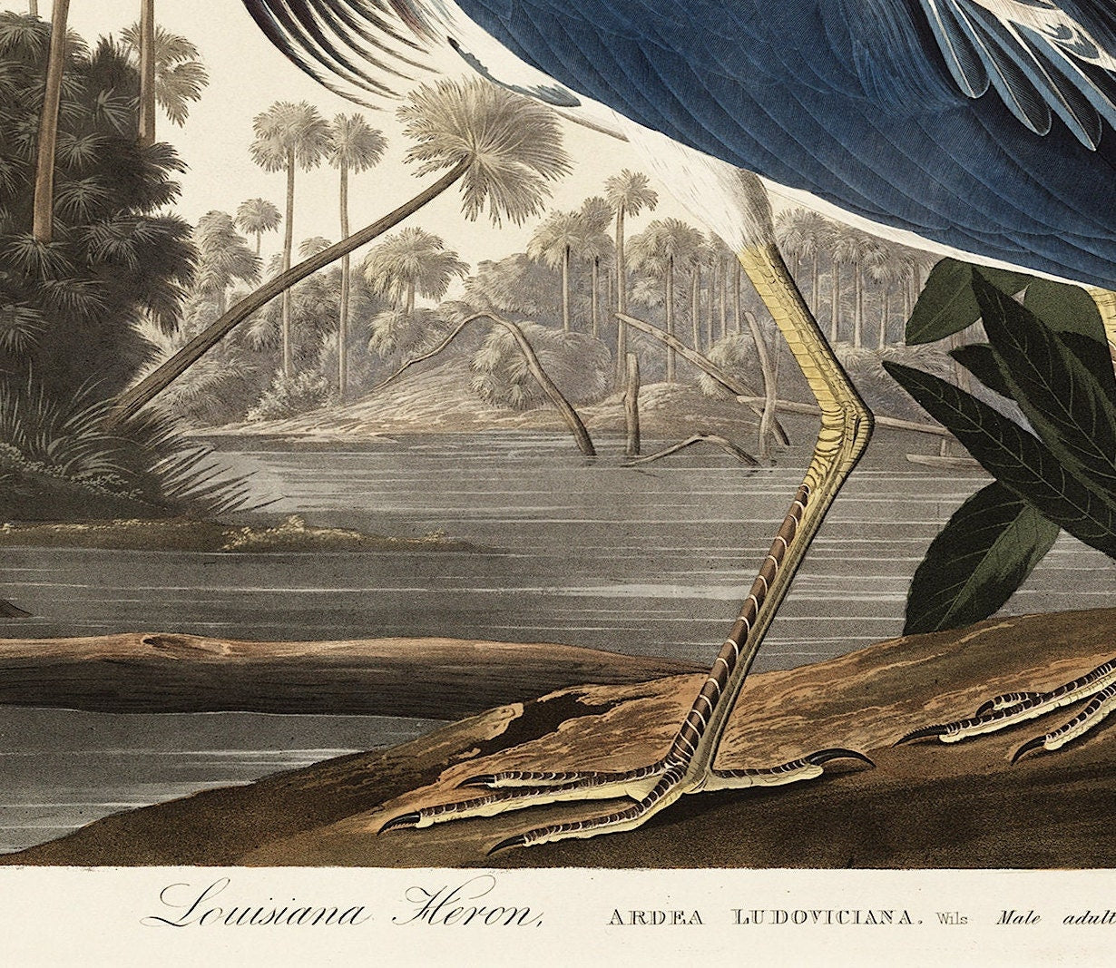 Audubon Blue Heron Print: Vintage Wildlife Art Poster