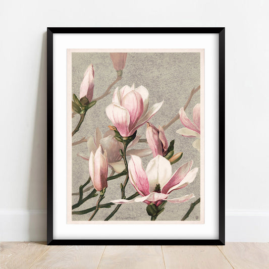 Vintage Magnolia Print