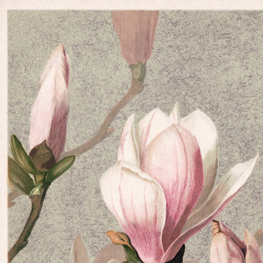 Vintage Magnolia Art Print: Floral Botanical Wall Art Poster