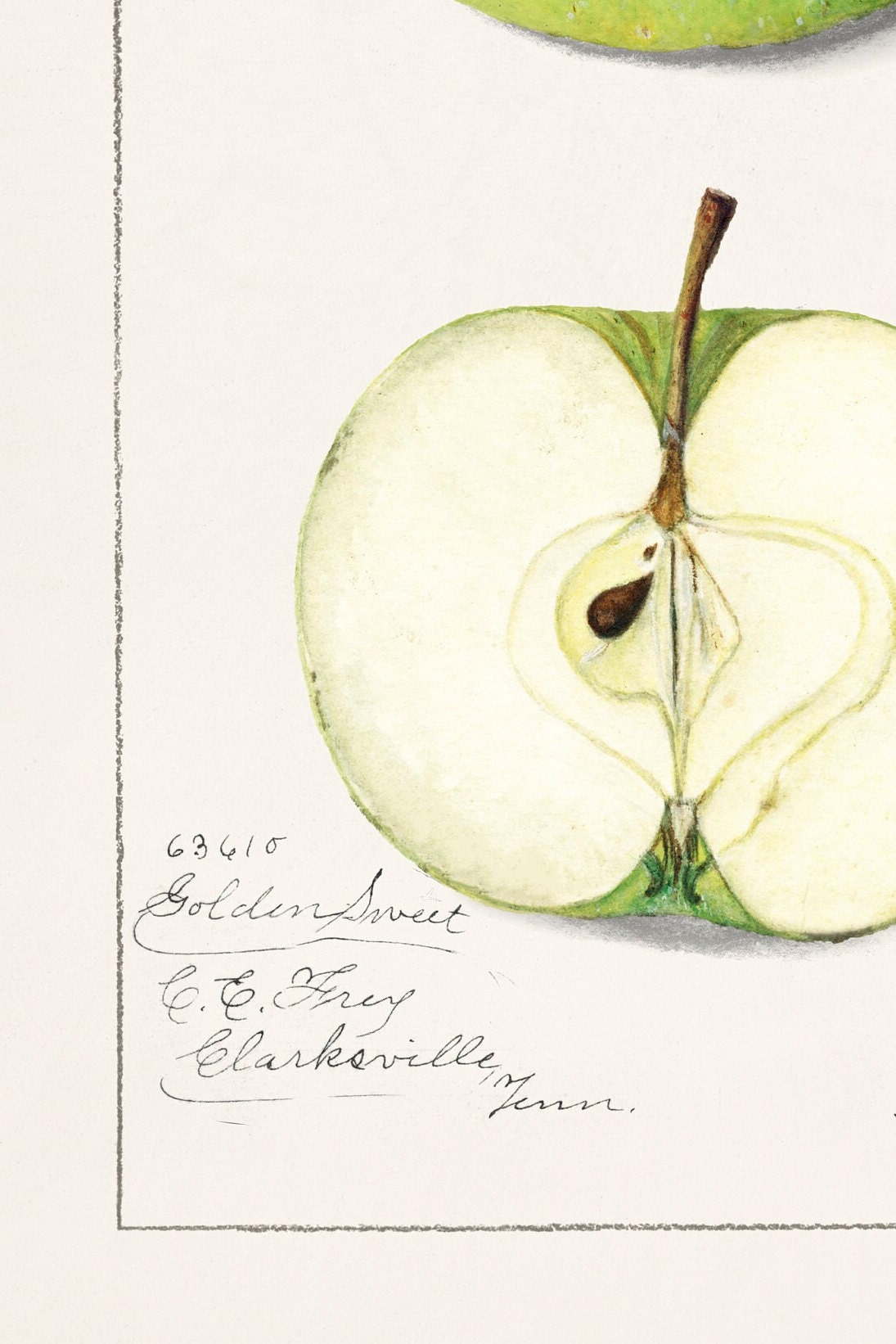 Vintage Apple Botanical Print: Kitchen Wall Art