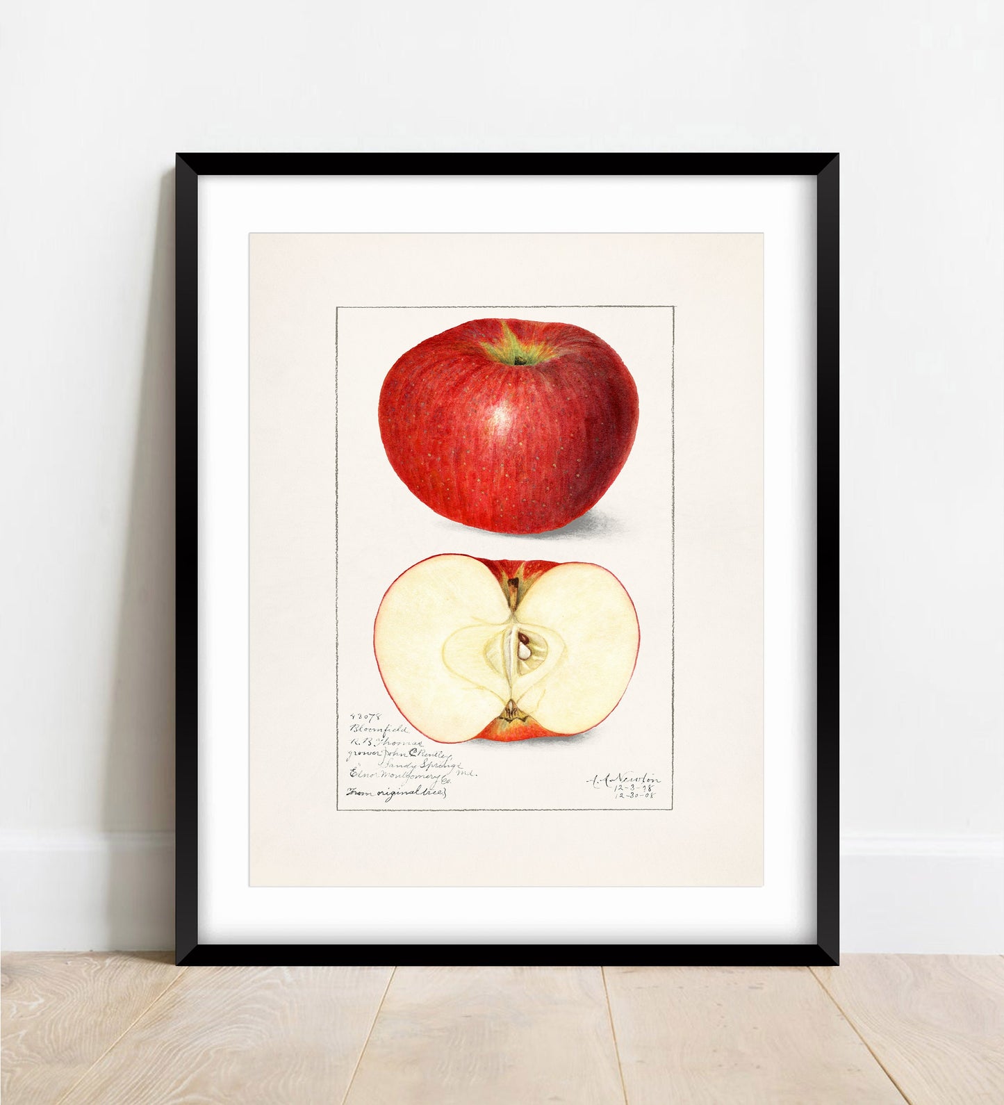 Vintage Apple Botanical Print: A.A. Newton, Kitchen Wall Art