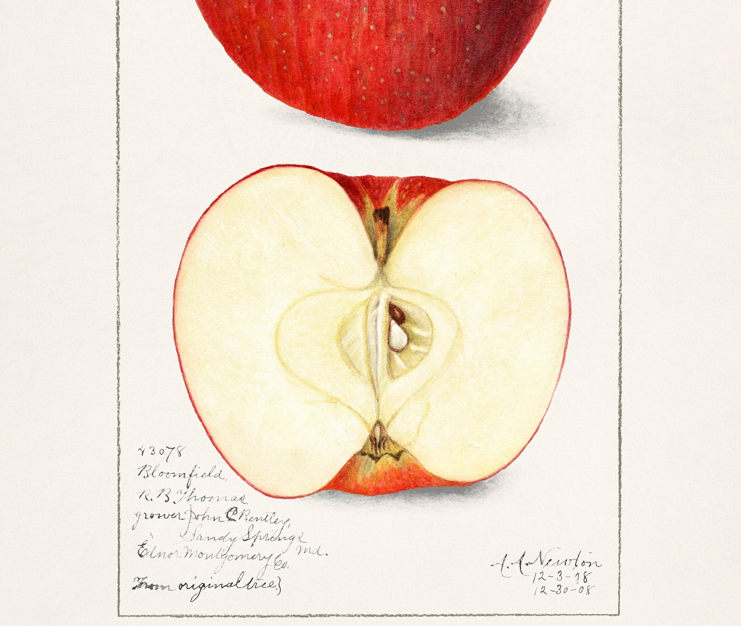 Vintage Apple Botanical Print: A.A. Newton, Kitchen Wall Art