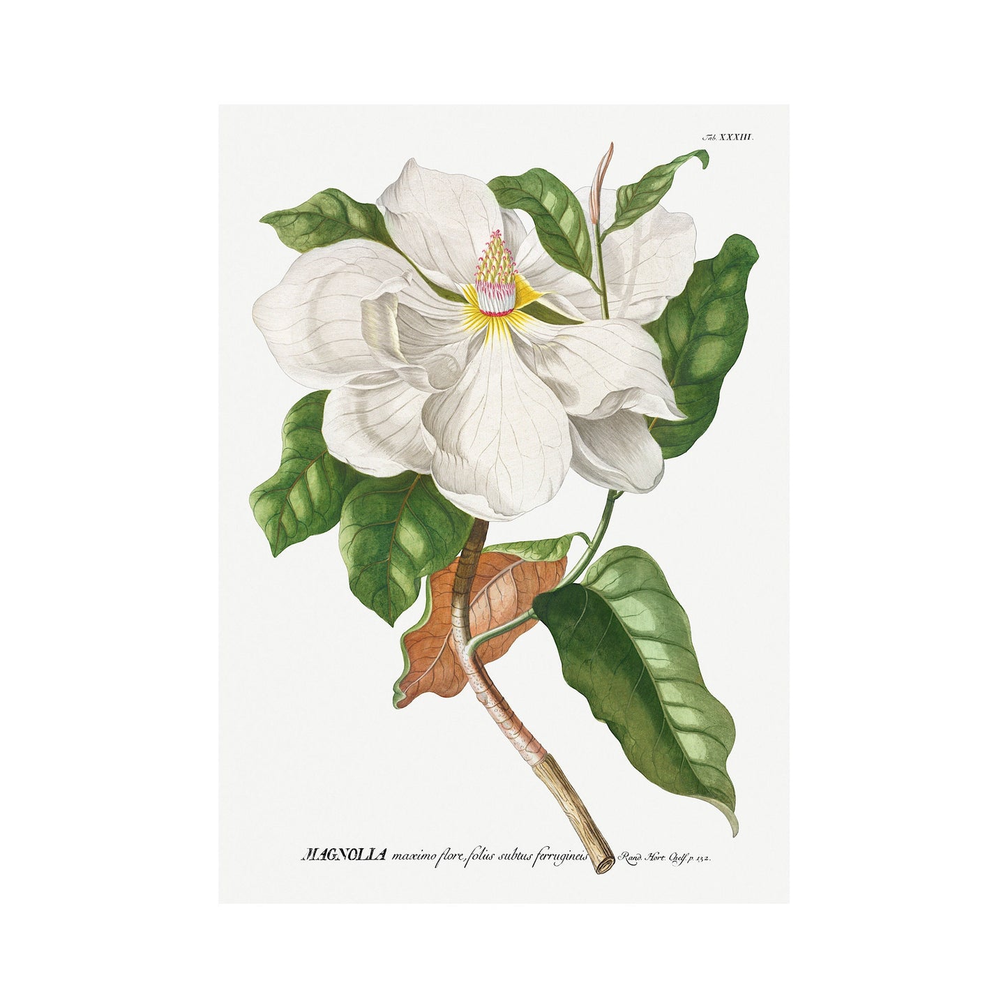 Vintage Magnolia Art Print: Botanical Floral Wall Art Poster