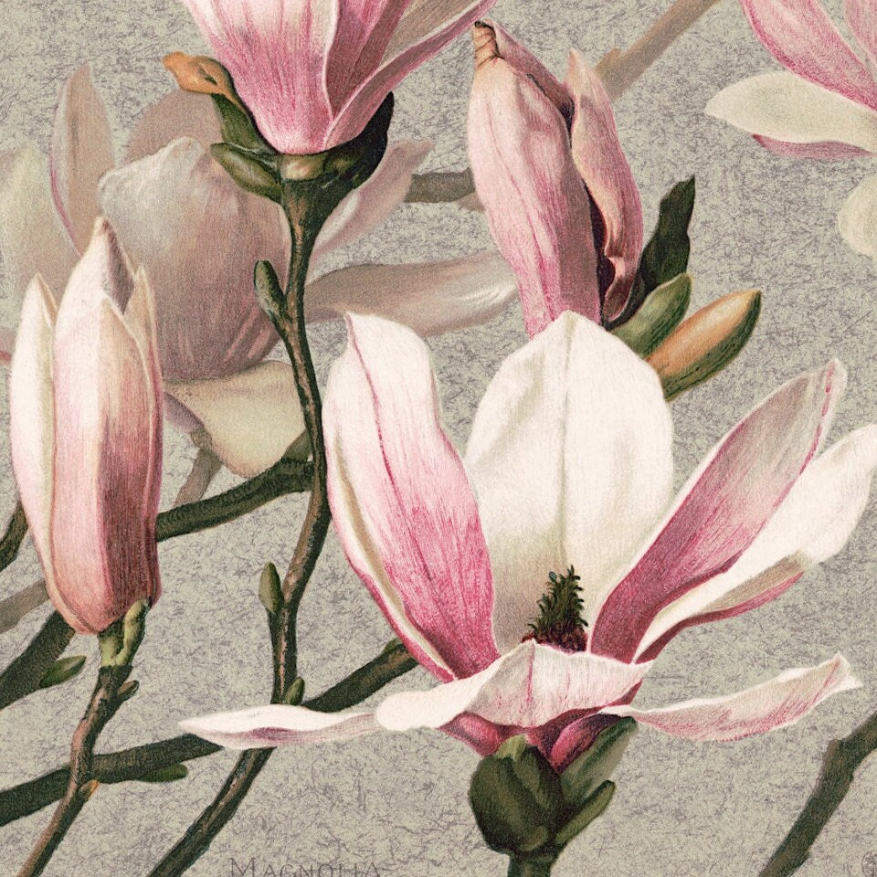 Vintage Magnolia Art Print: Floral Botanical Wall Art Poster