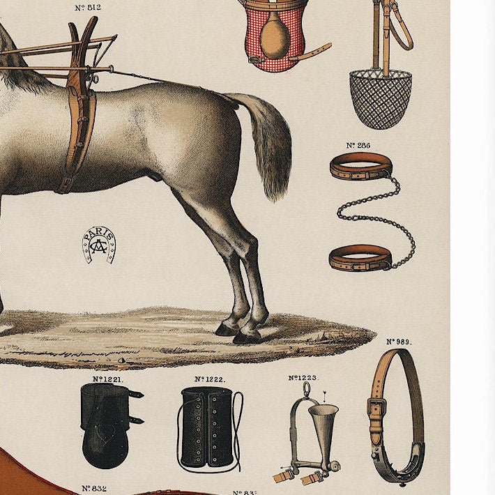 Antique Horse Riding Equipment Art Print: Equestrian Chromolithograph