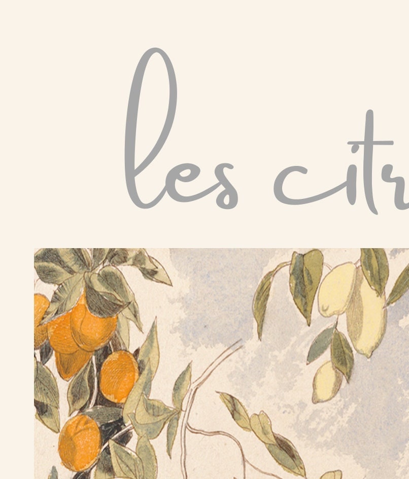 Edward Lear 'Les Citrons' Print: Vintage French Fruit Tree Art