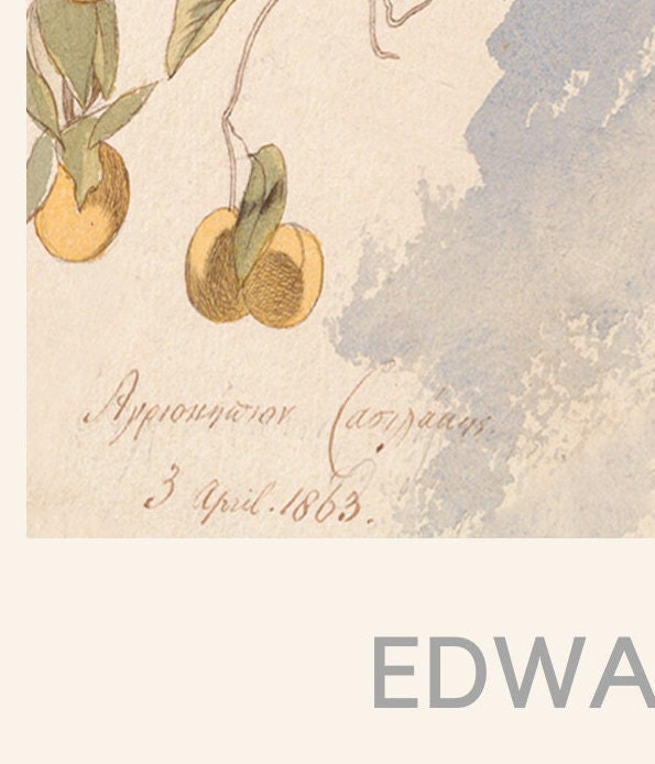 Edward Lear 'Les Citrons' Print: Vintage French Fruit Tree Art