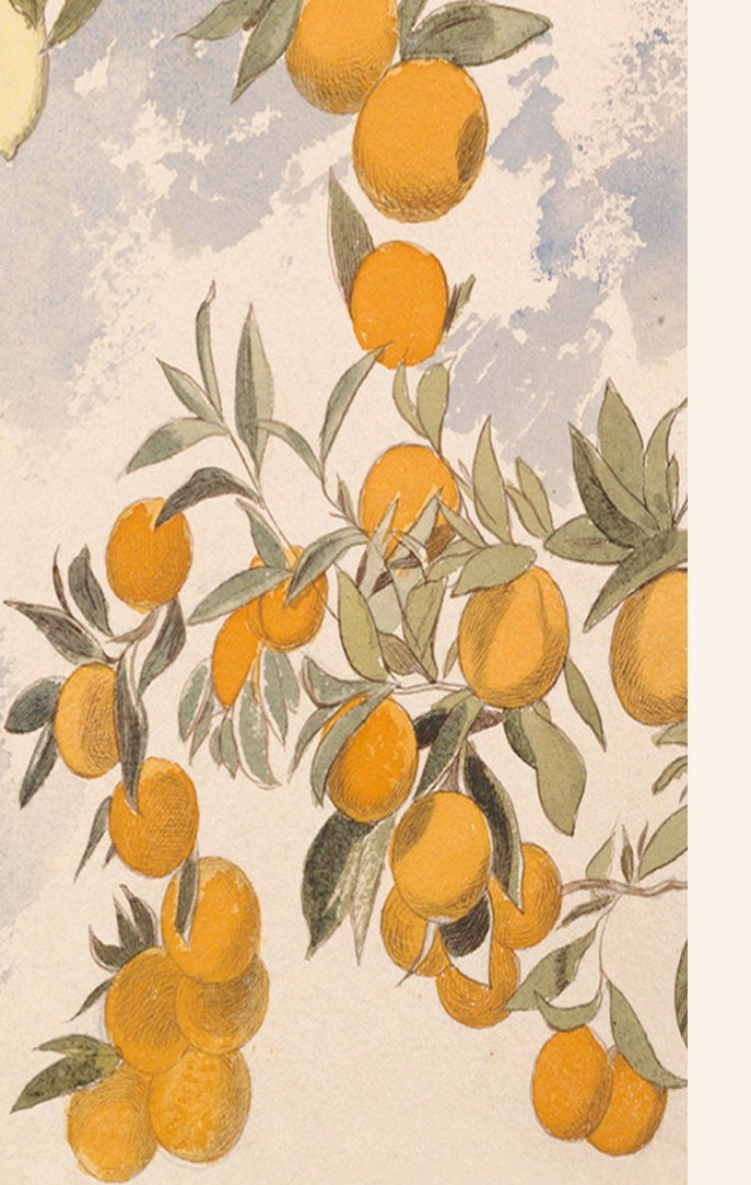 Edward Lear 'Les Citrons' Print: Vintage French Fruit Tree Art