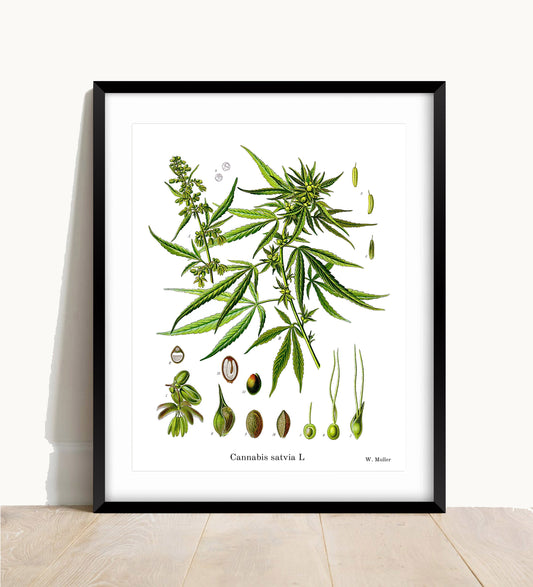 Cannabis Satvia Botanical Print