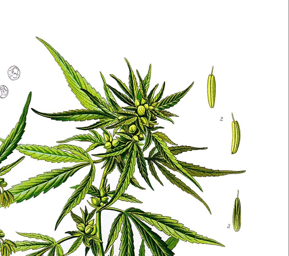Botanical Print - Vintage Muller 1887 Art