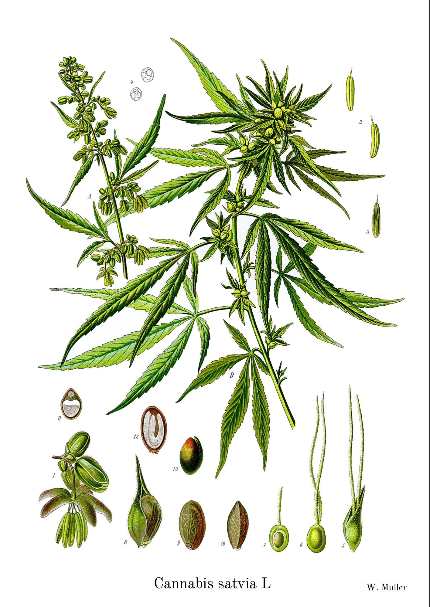 Botanical Print - Vintage Muller 1887 Art