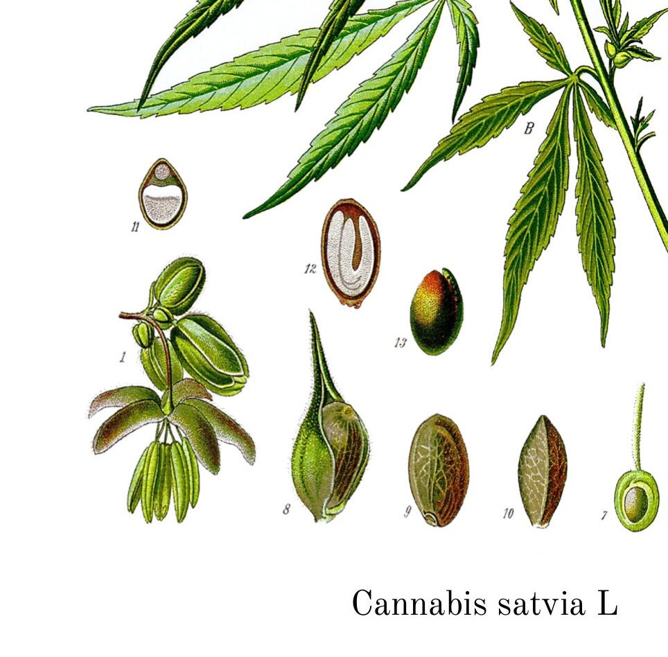 Botanical Print - Vintage Muller 1887 Art