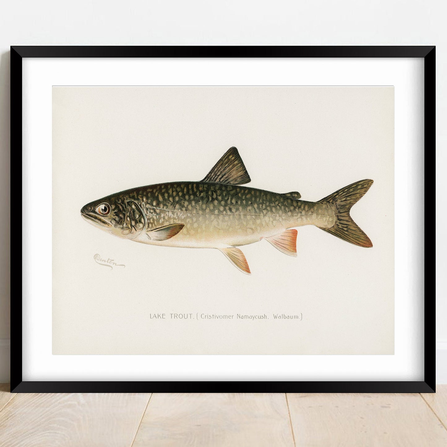 Vintage Lake Trout Print: Fishing Wall Art (A4/A3)