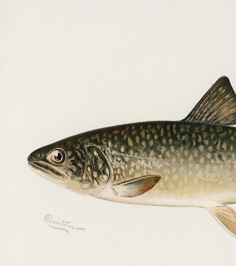 Vintage Lake Trout Print: Fishing Wall Art (A4/A3)
